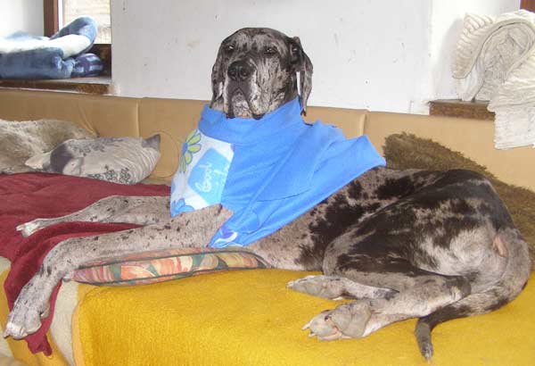 Dressman Donnie.jpg (600 x 410)